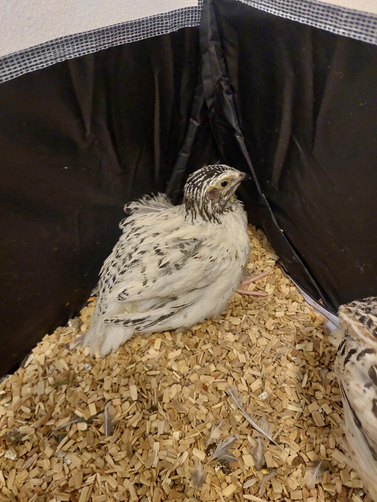 3 junge Wachtelhähne Perlfee 3