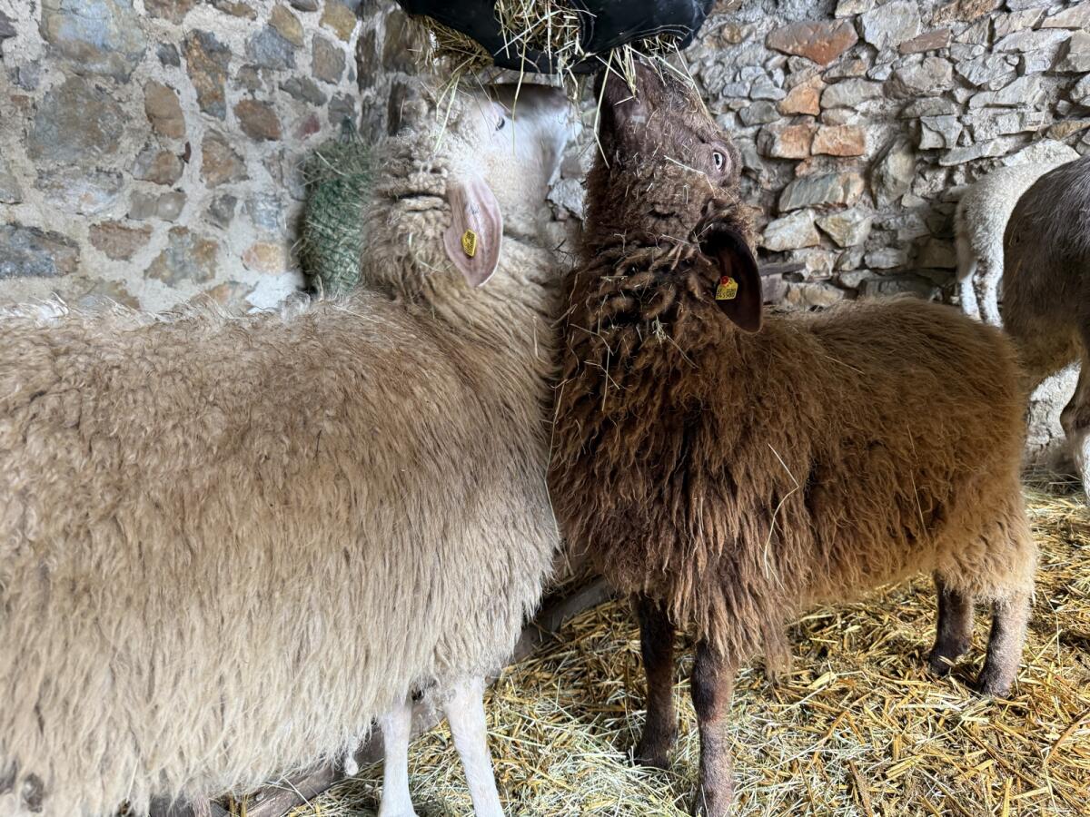 Kleine homogene Schafherde 3