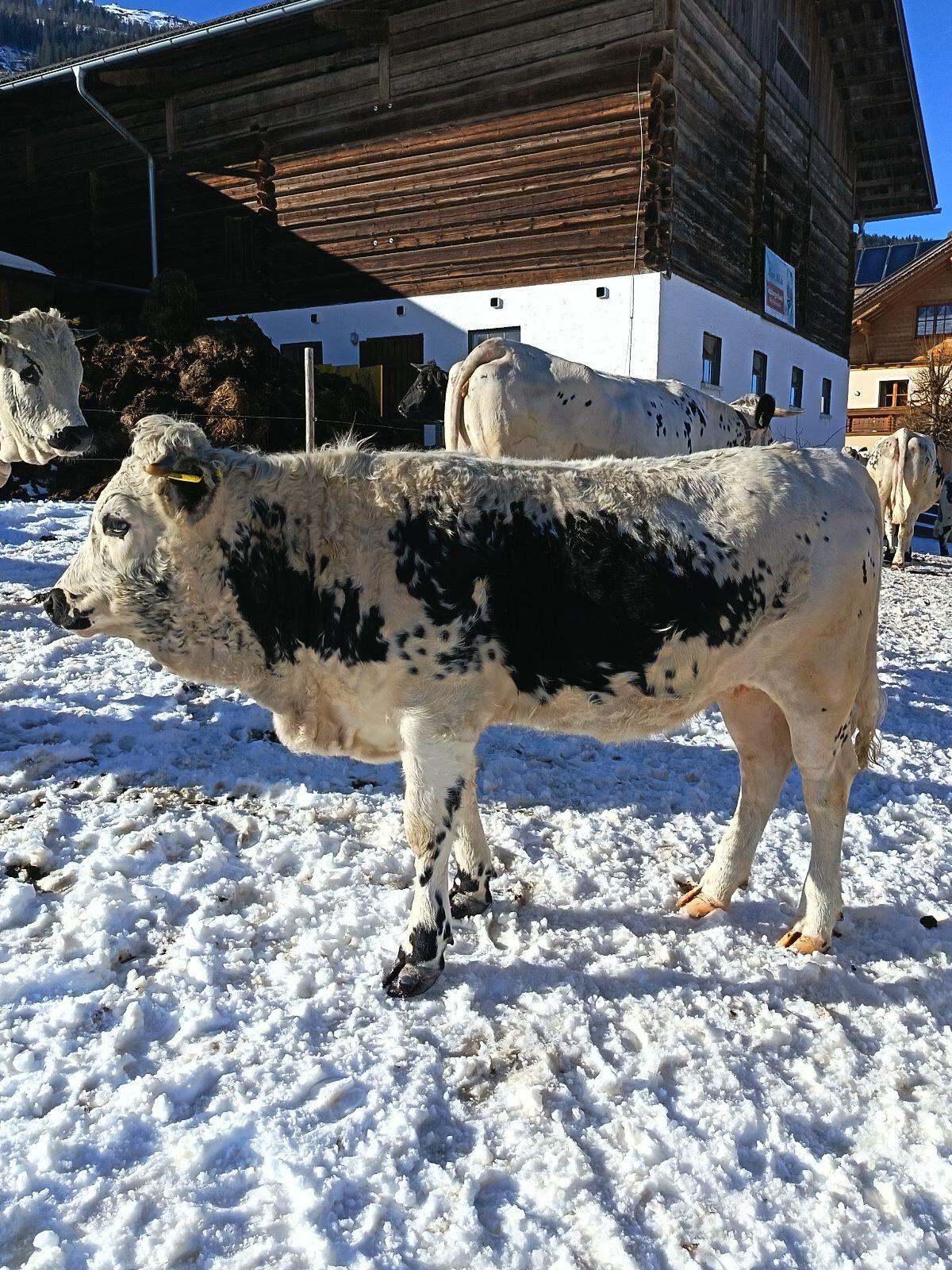 Pustertaler Sprinzen Kalbin 2
