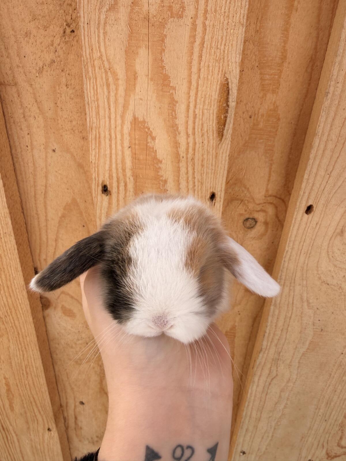 Junge Minilop Kaninchen 2