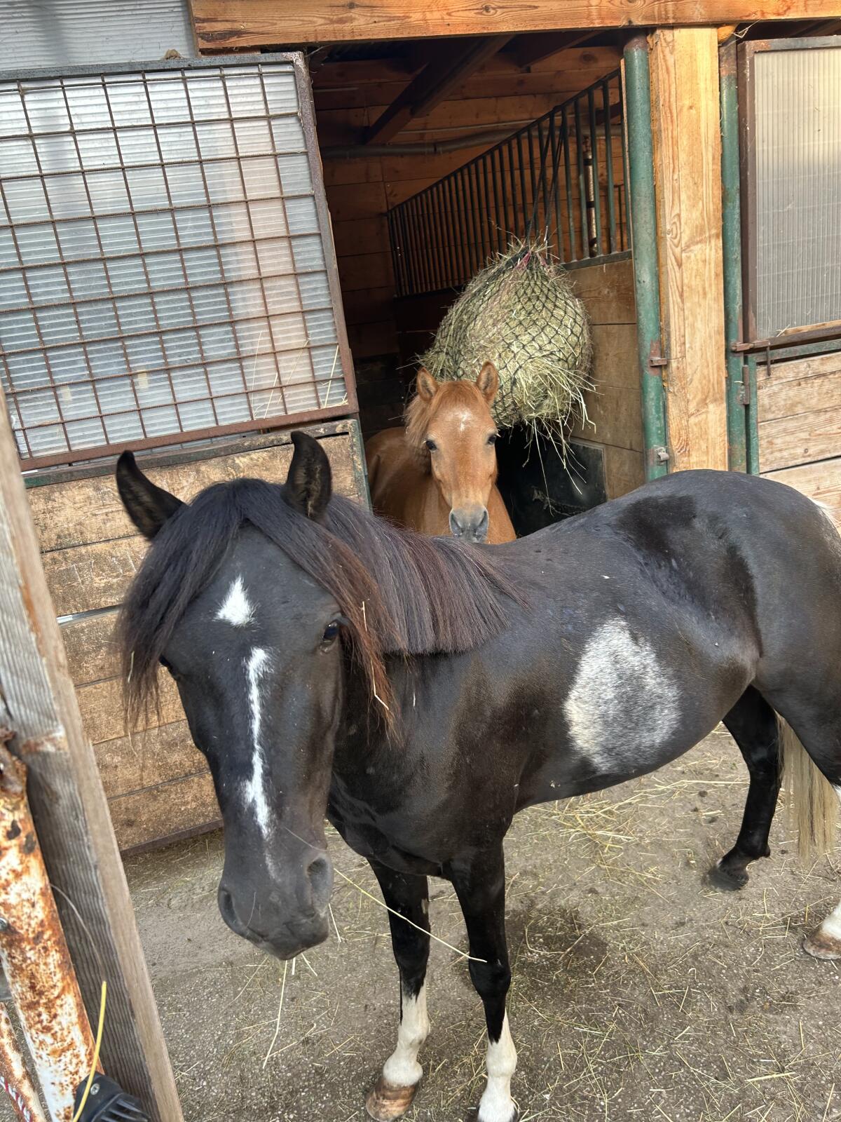 Verkaufe Kinderpony 2