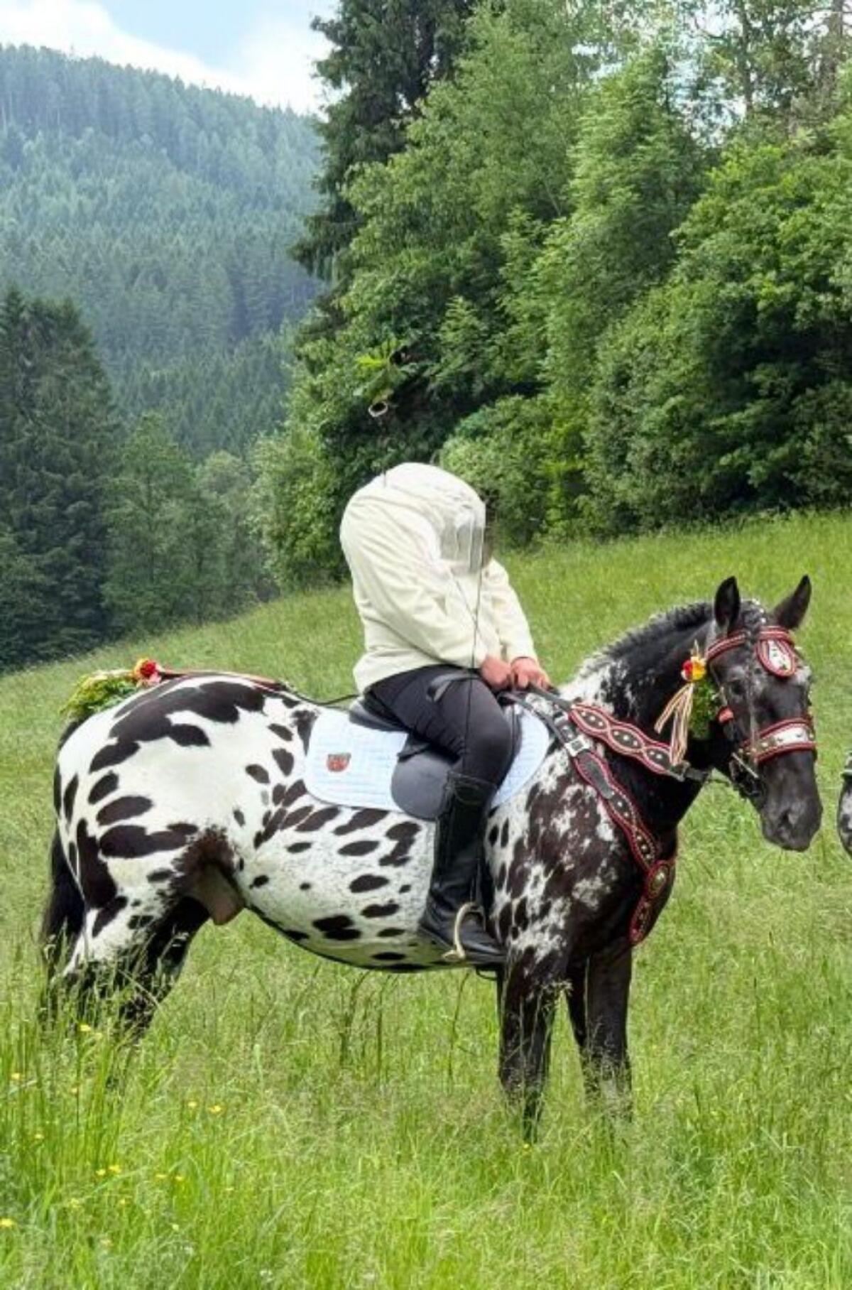 Noriker Schwarzflecktiger Wallach 2