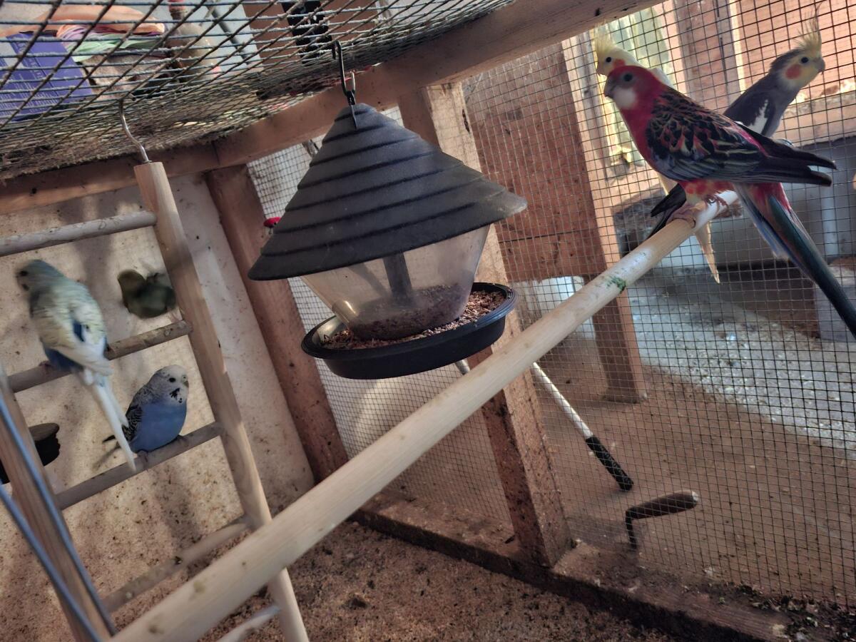 Sittiche zu verkaufen 3