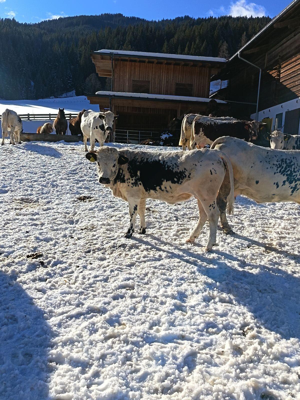 Pustertaler Sprinzen Kalbin 3