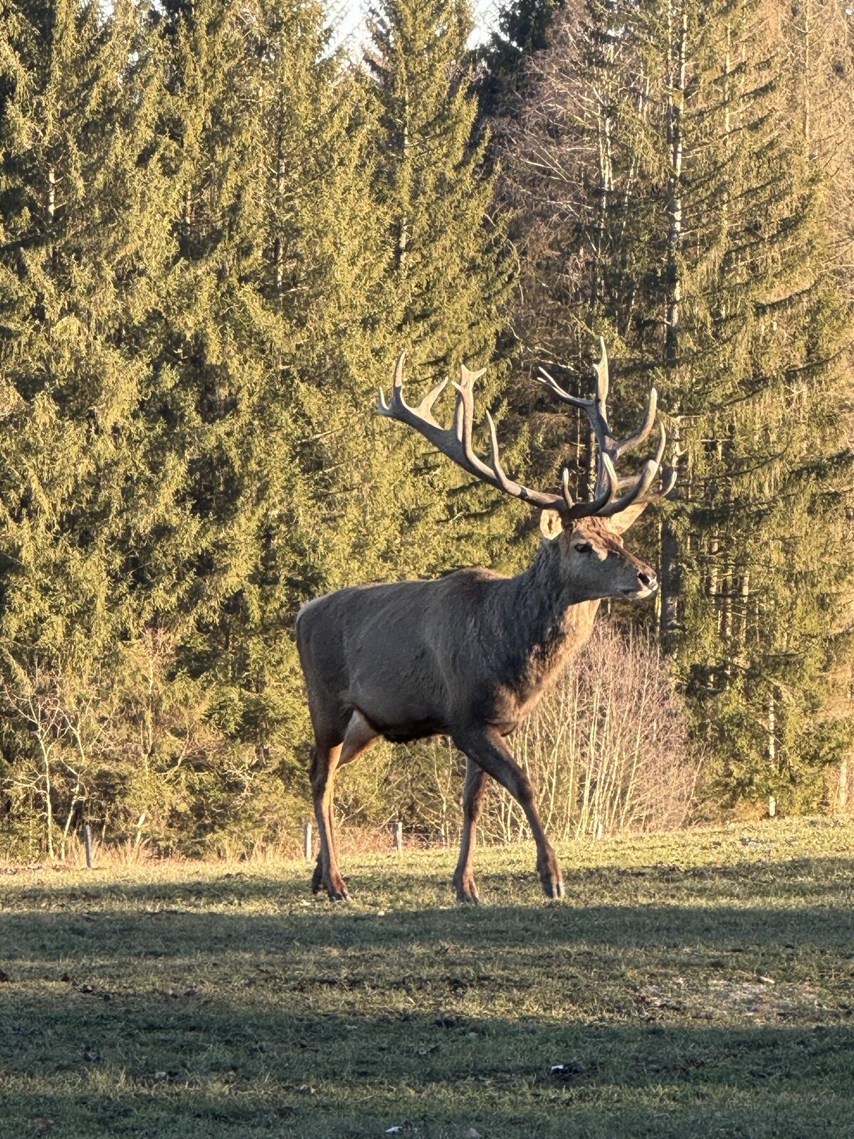 Rotwild 3
