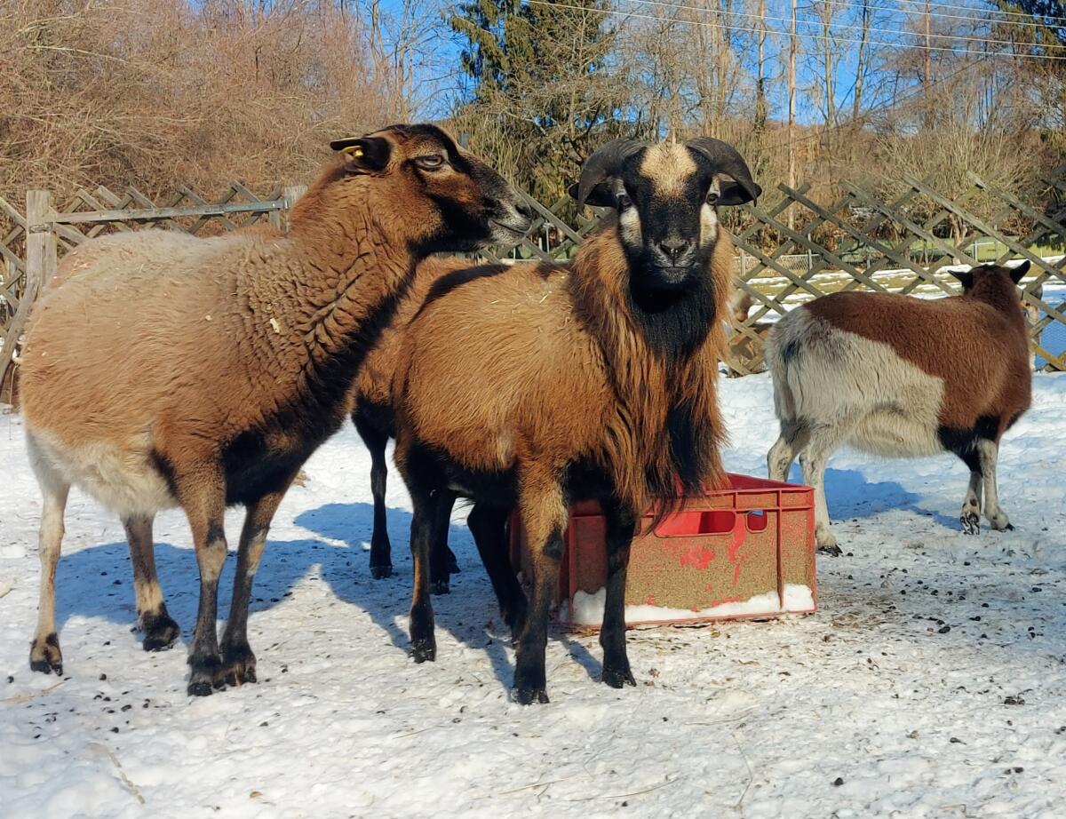 Kamerun-Bock 3
