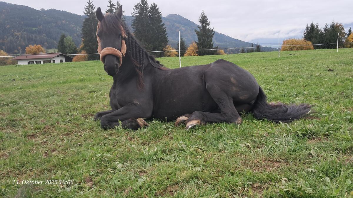 Biete Reitbeteiligung 2