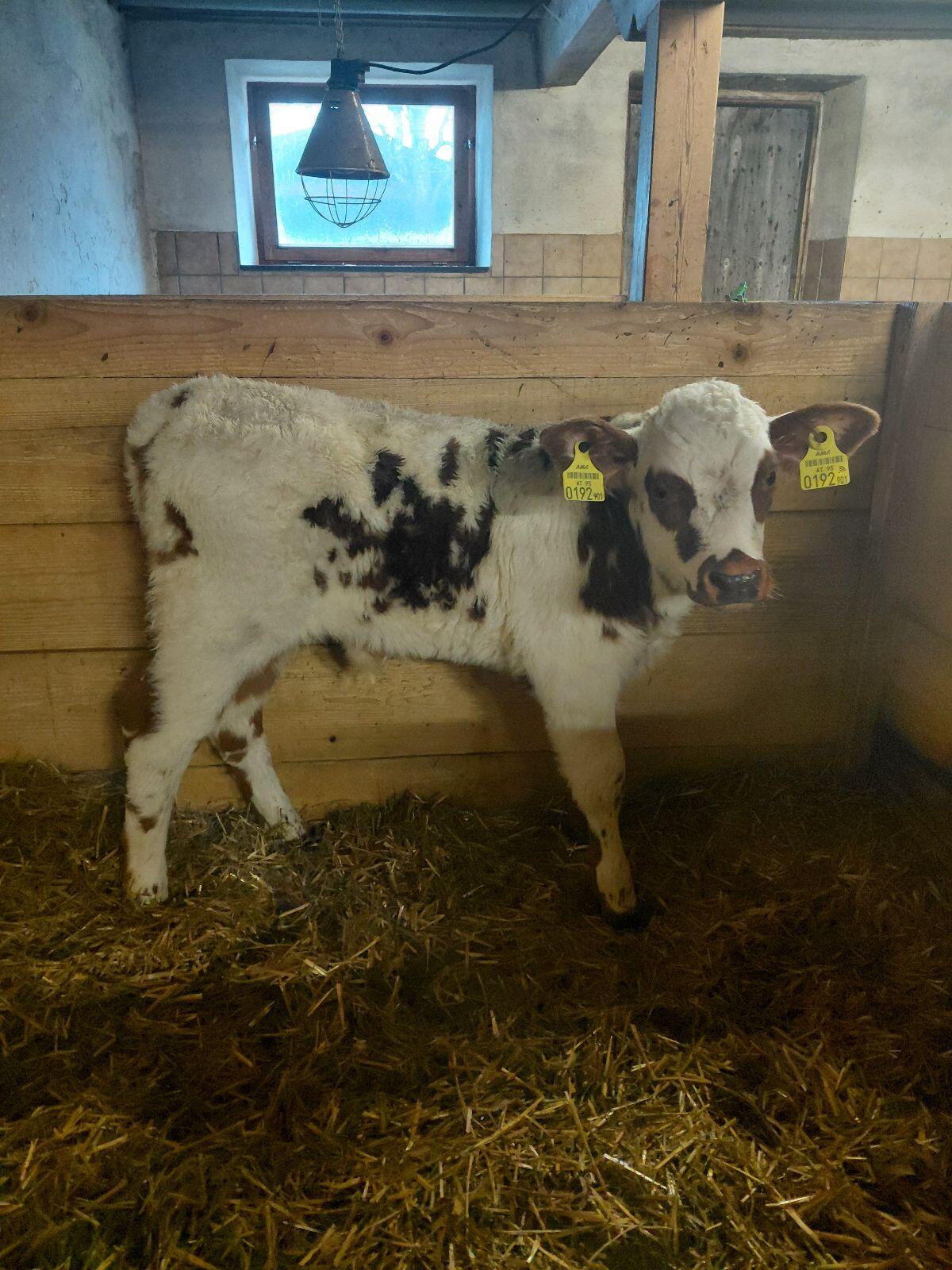 Normande BIO Stierkalb 2