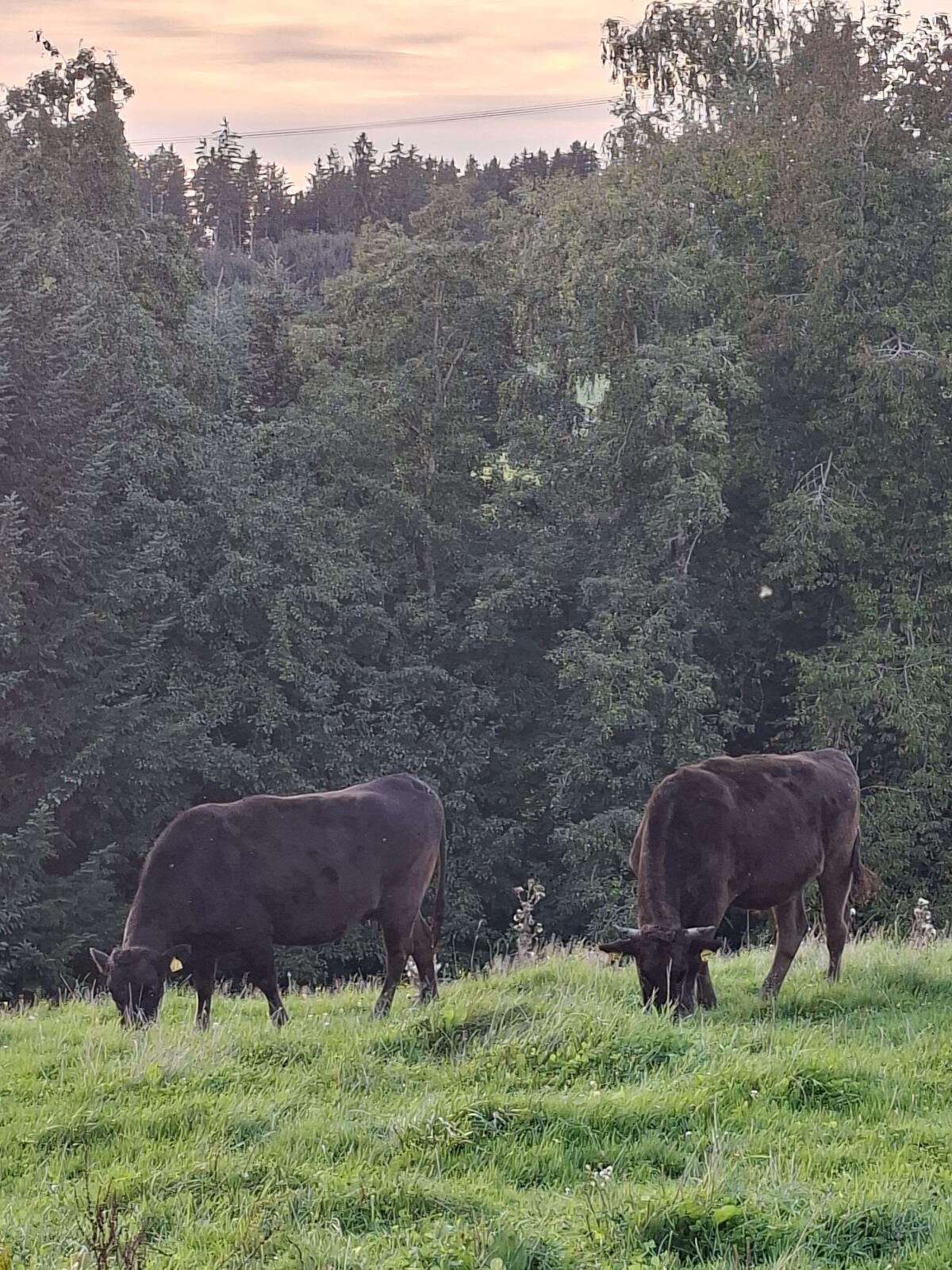 Fullblood Wagyu 2
