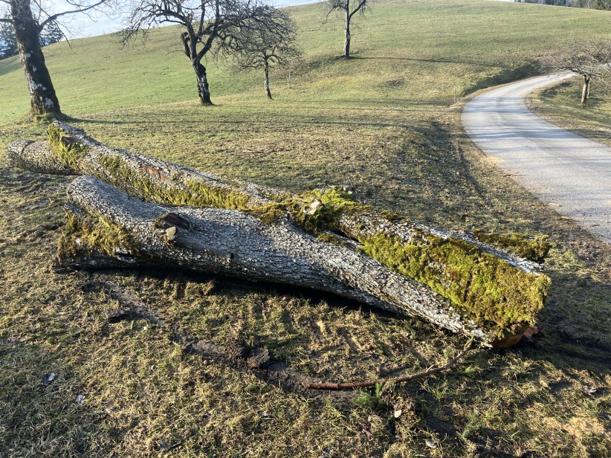 Birne Bloch 2