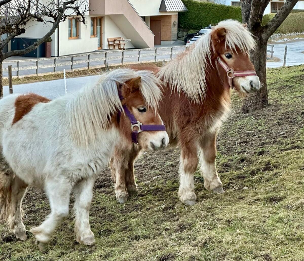 2 Pony-Wallache 2