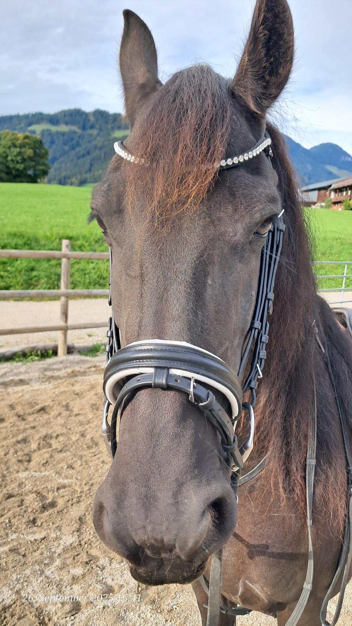 Biete Reitbeteiligung 3
