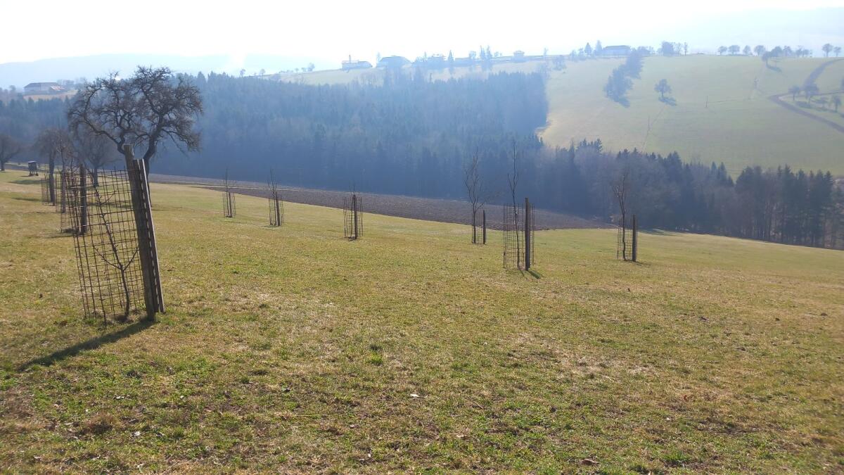 Baumschutzgitter Verbissschutz 3