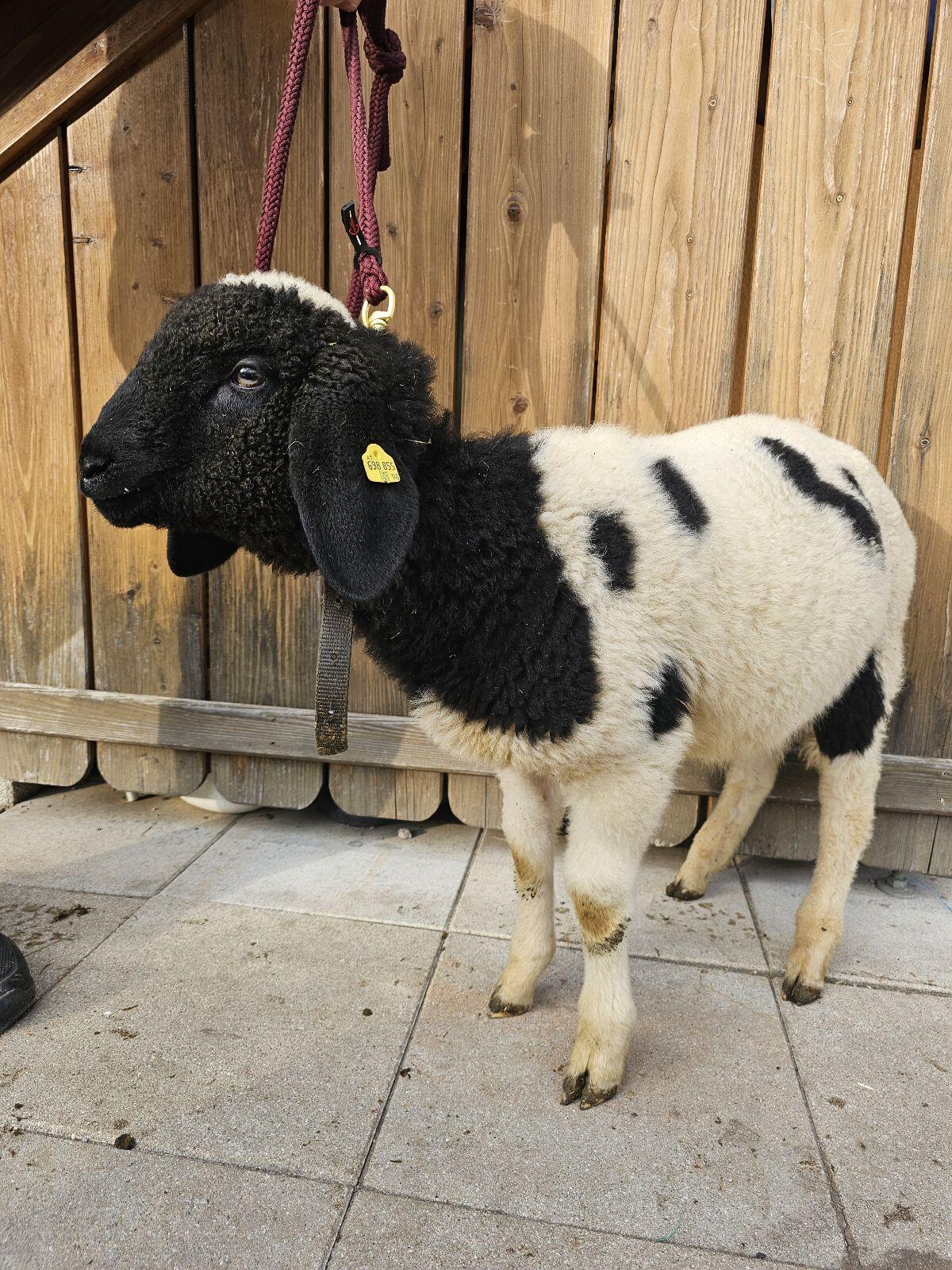 2x Braunes Bergschaf gescheckt, Widder 2