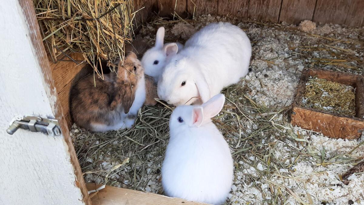 Zwergkaninchen 2