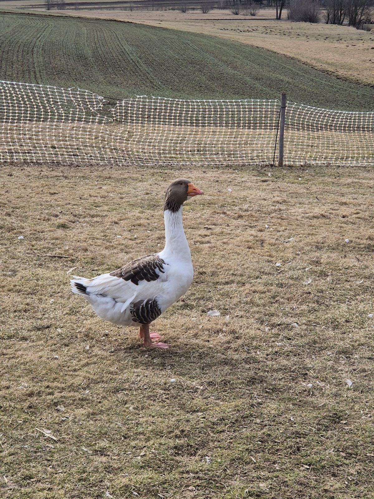 Pommerngänse Pommernganter 3