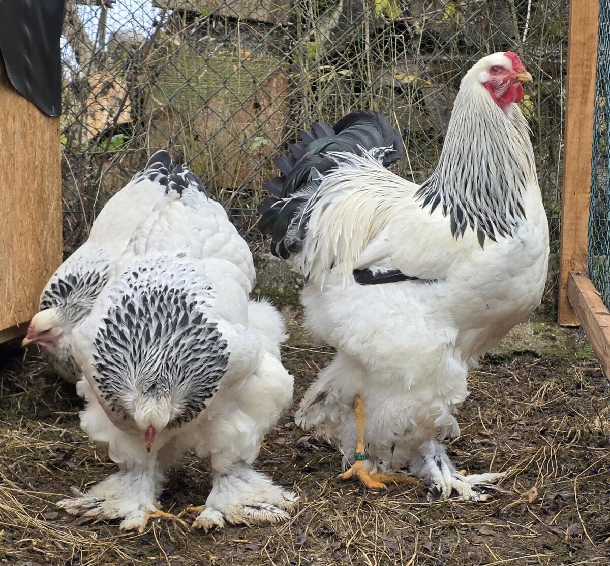 Brahma Bruteier Küken 3