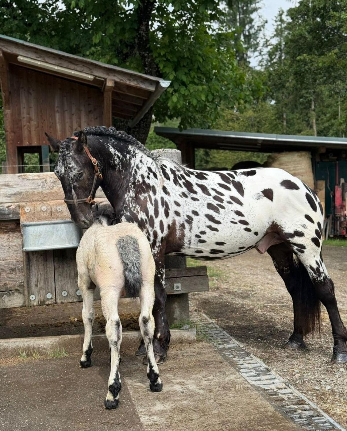 Noriker Schwarzflecktiger Wallach 3