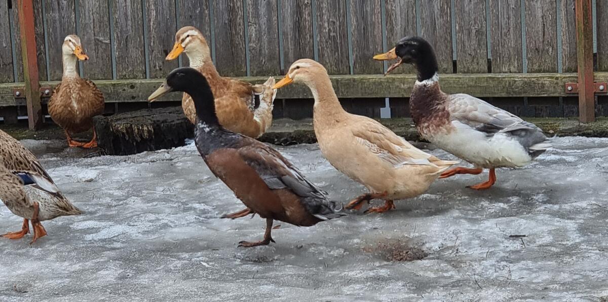 Enten zum Hergeben 2