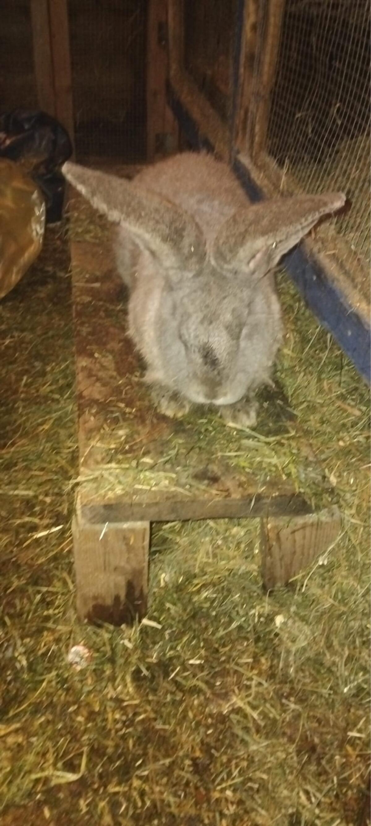 Blaue Riesen Häsin 3