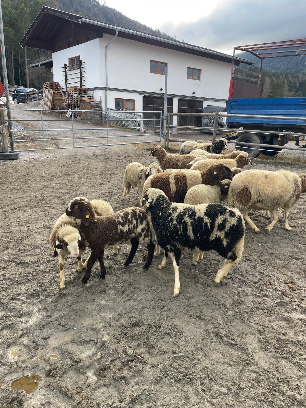 Tscheggen Schafe 2