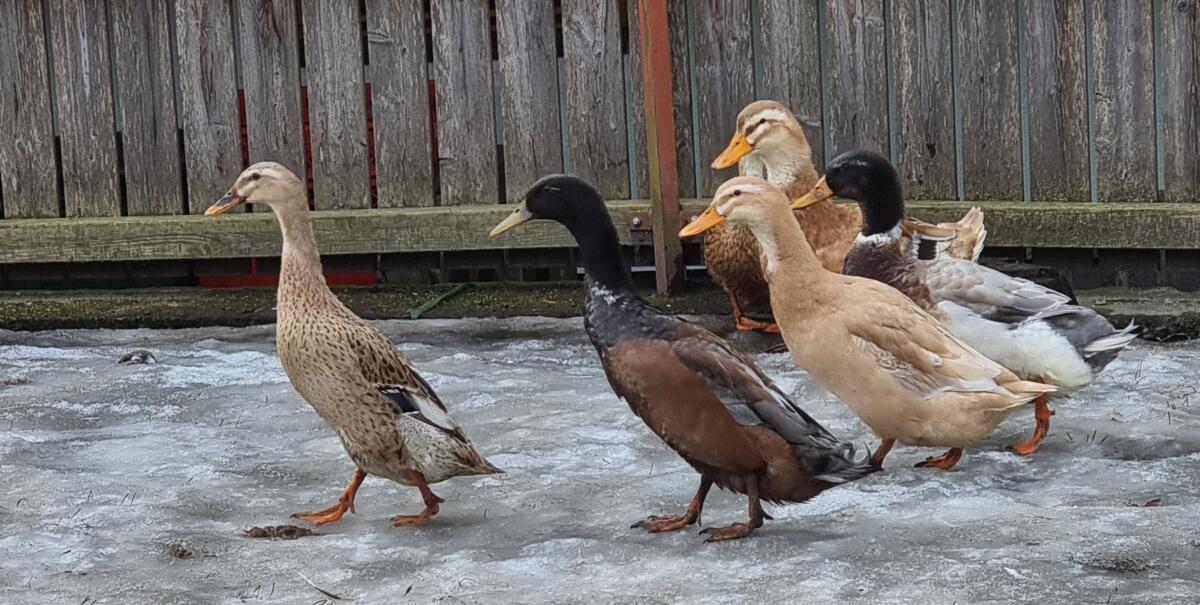 Enten zum Hergeben 3