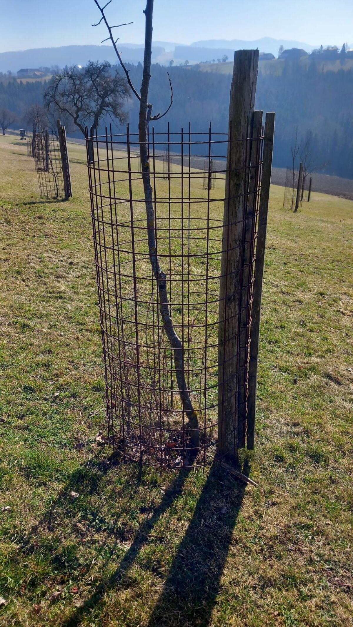 Baumschutzgitter Verbissschutz 2