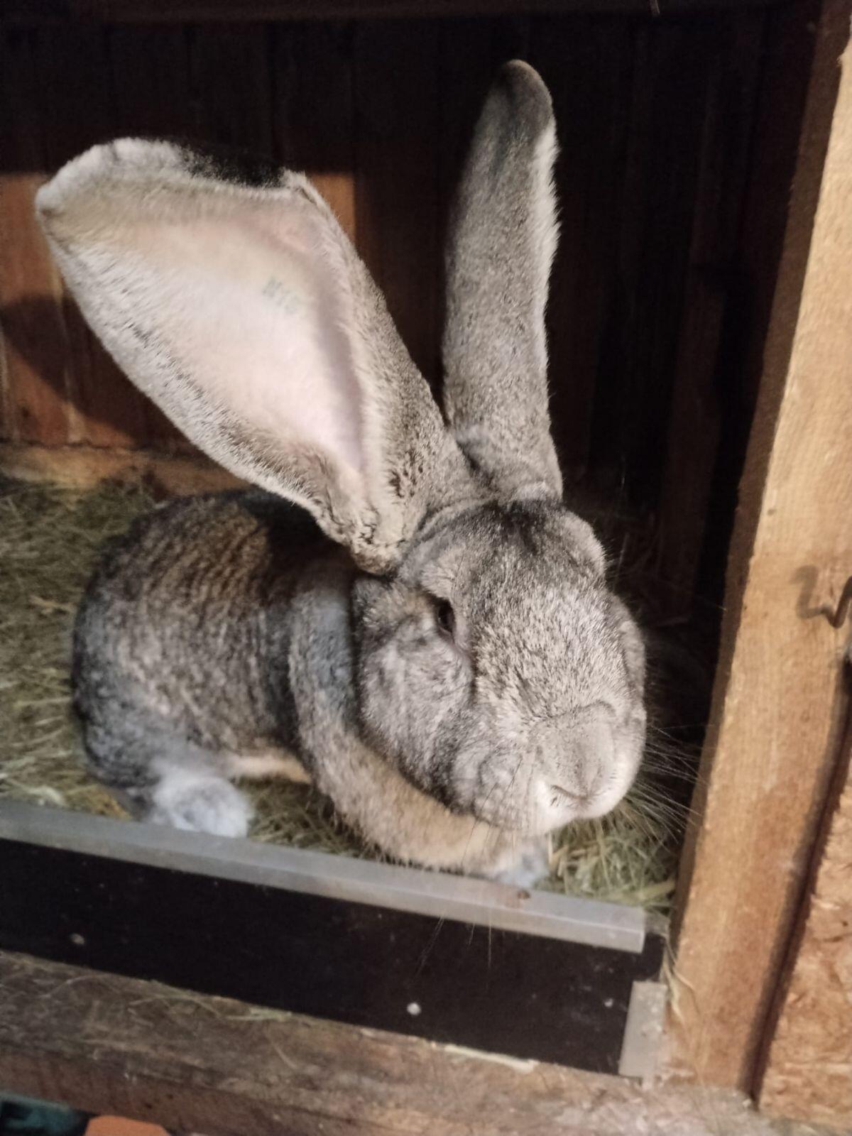 Riesen Chin-Rammler 3