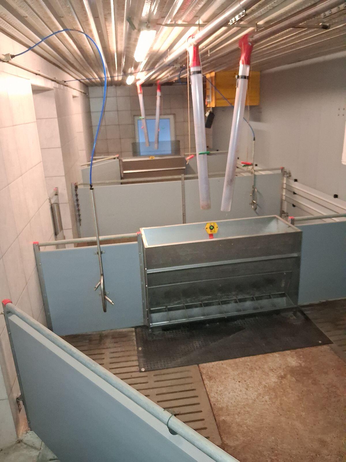 Ferkelaufzucht Aufstallung 3
