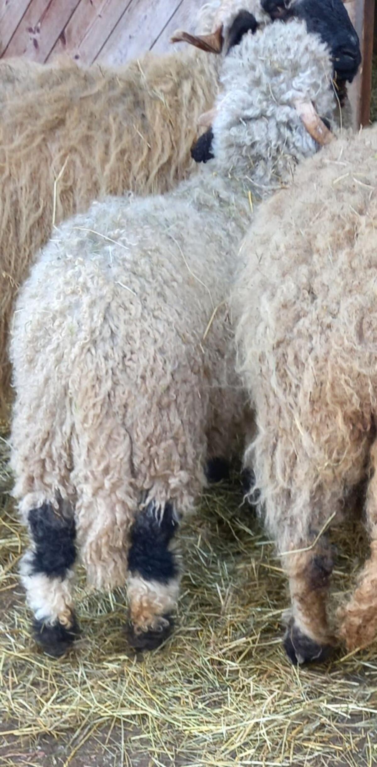 Walliser Schwarznasen Widder 2