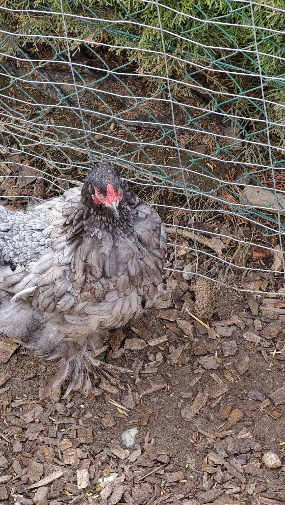 Brahma 3