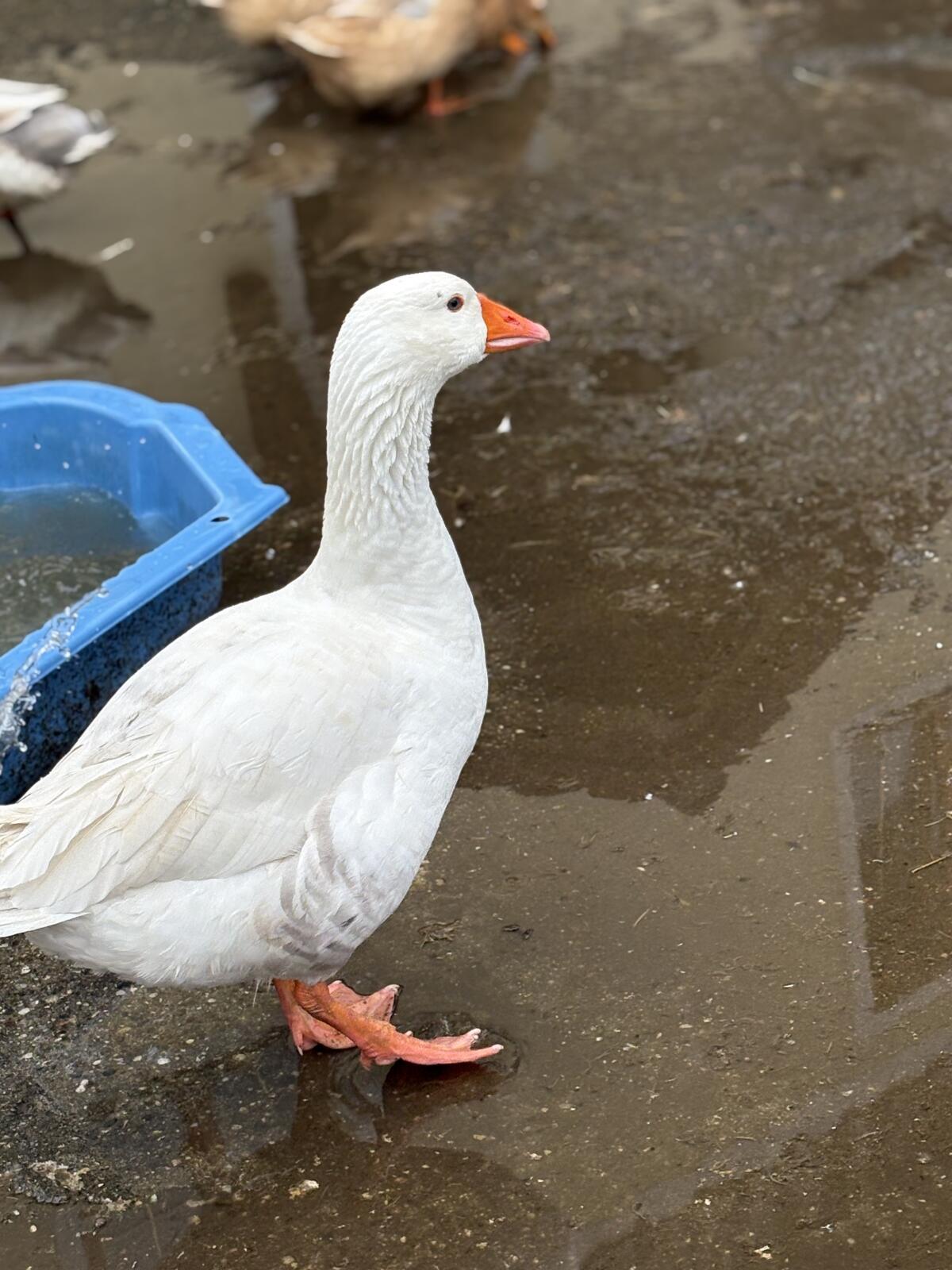 Weißer Ganter aus 2025 2
