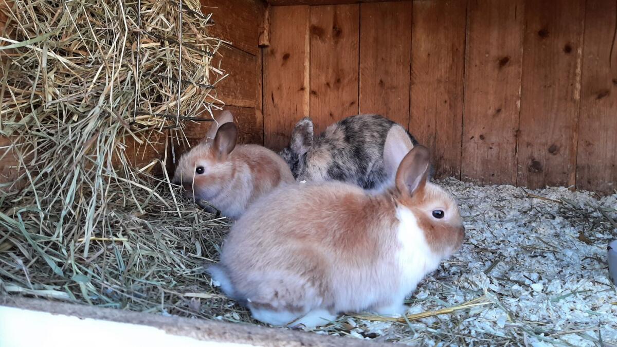 Zwergkaninchen 3