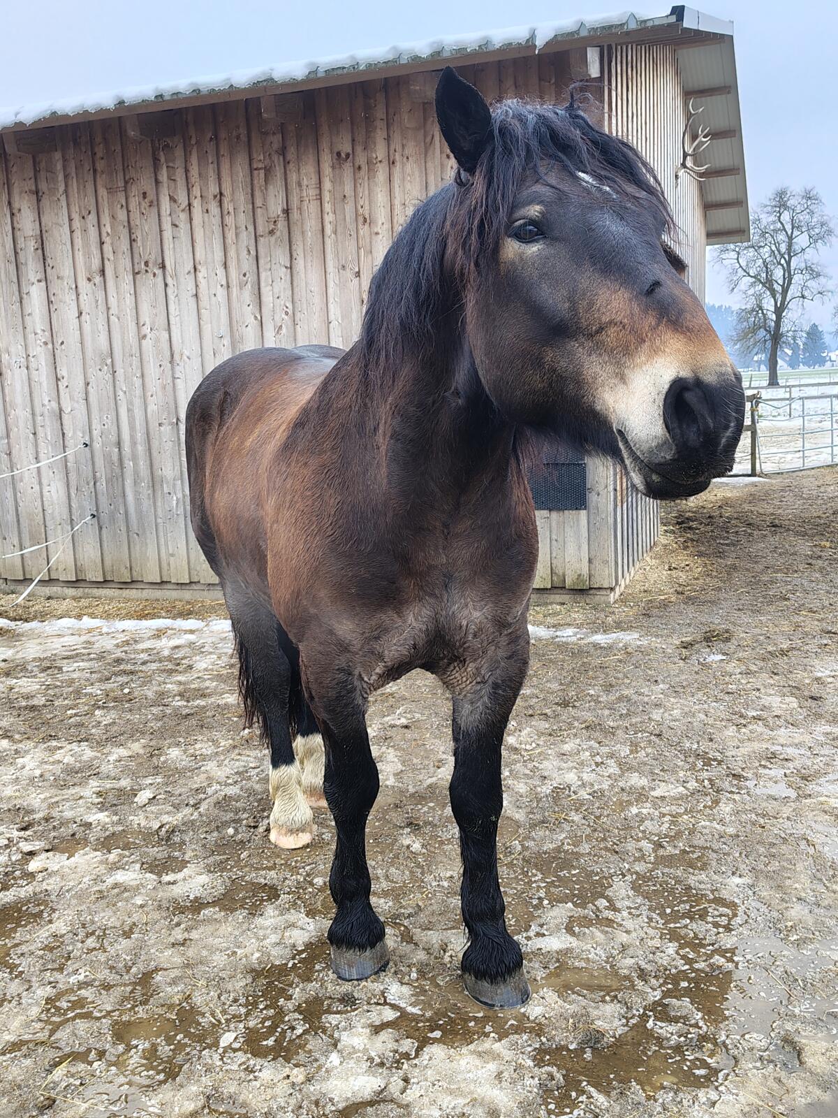 Pedro Elmar, charmant und wunderschön 3