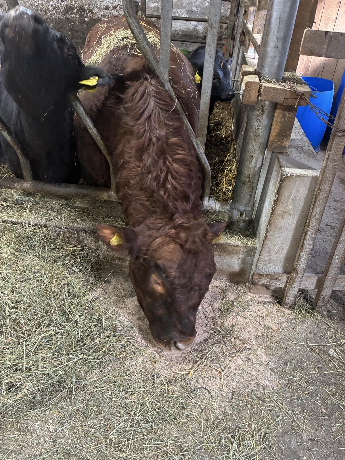 Dexterrinder - Herde 3