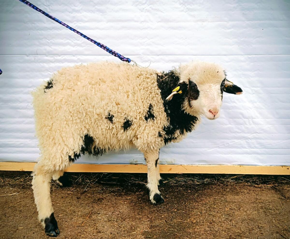 Waldschaf Widder HB & BIO 3