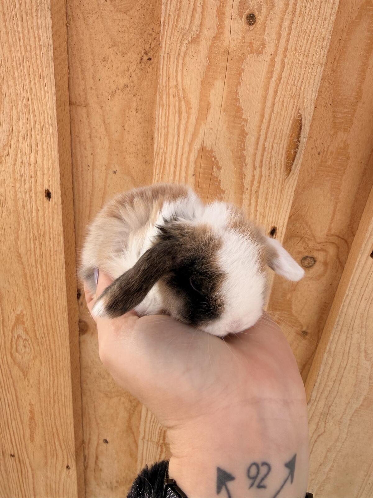 Junge Minilop Kaninchen 3