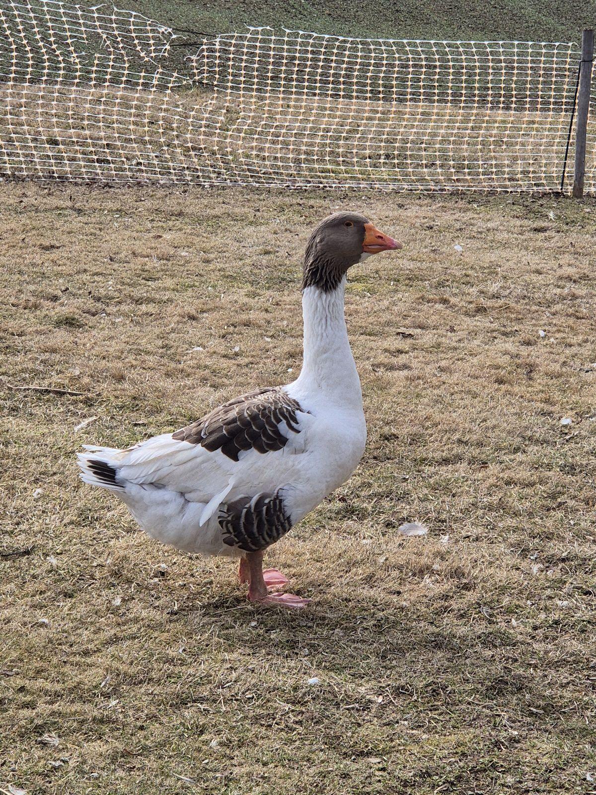 Pommerngänse Pommernganter 2