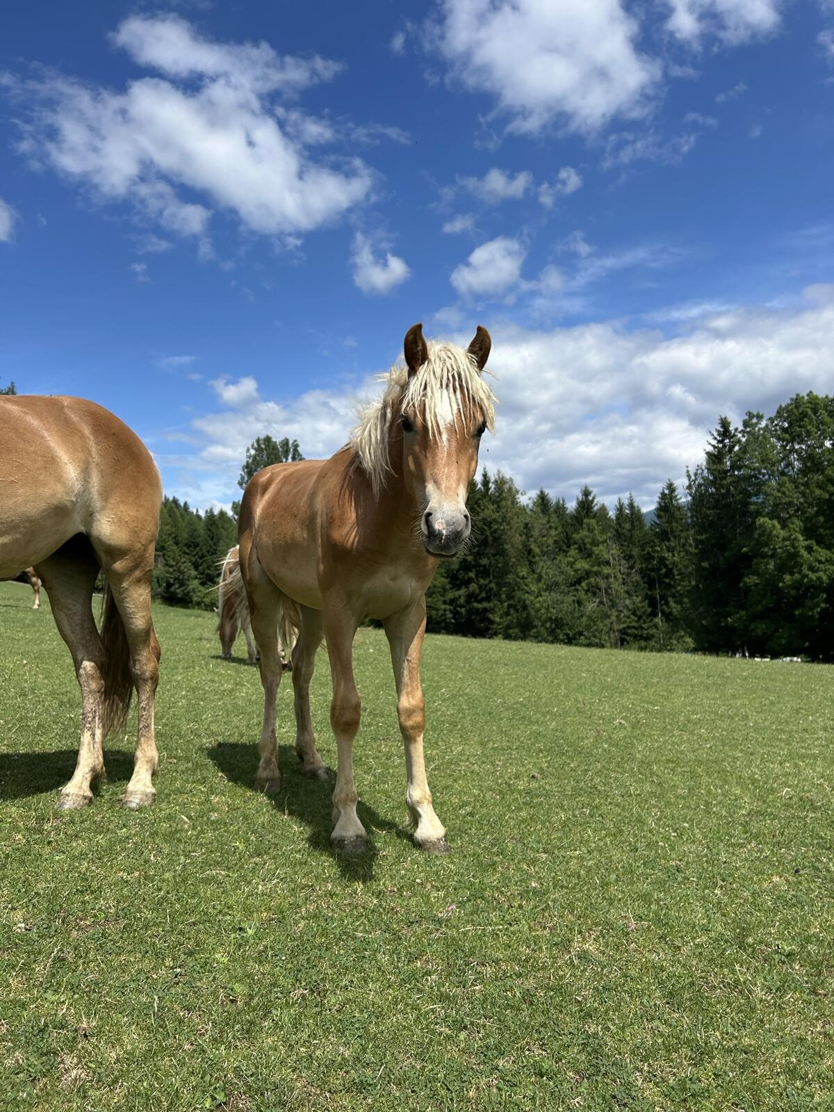 Haflinger-Fohlen 3