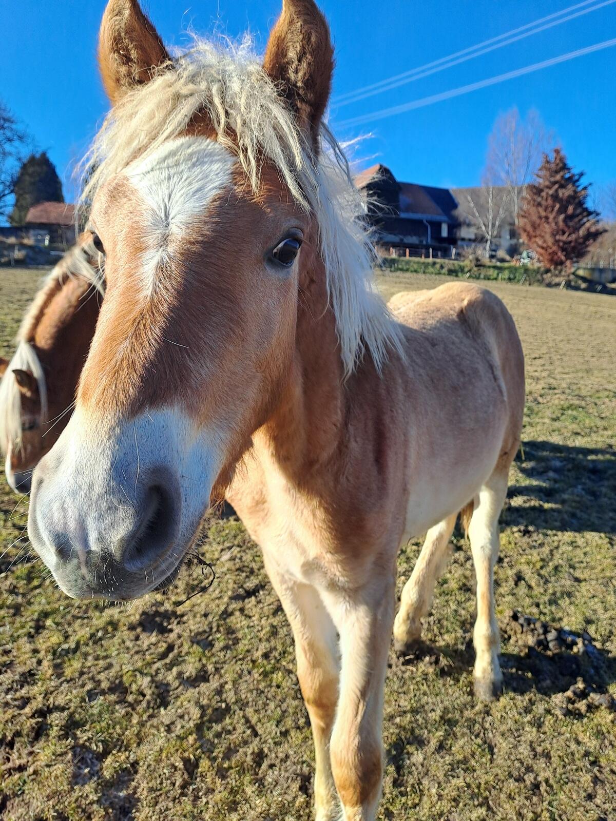 Haflinger-Fohlen 2
