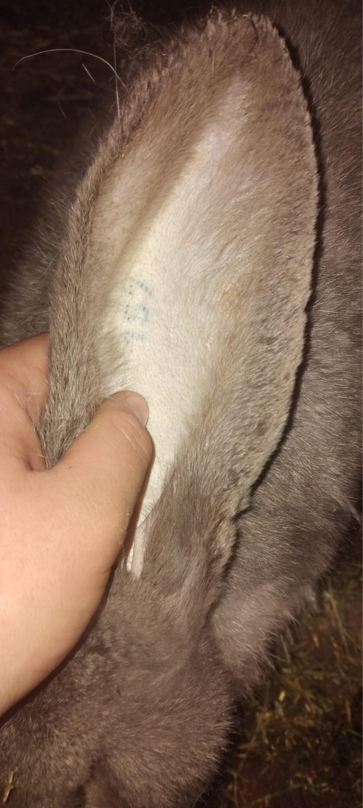 Blaue Riesen Häsin 2