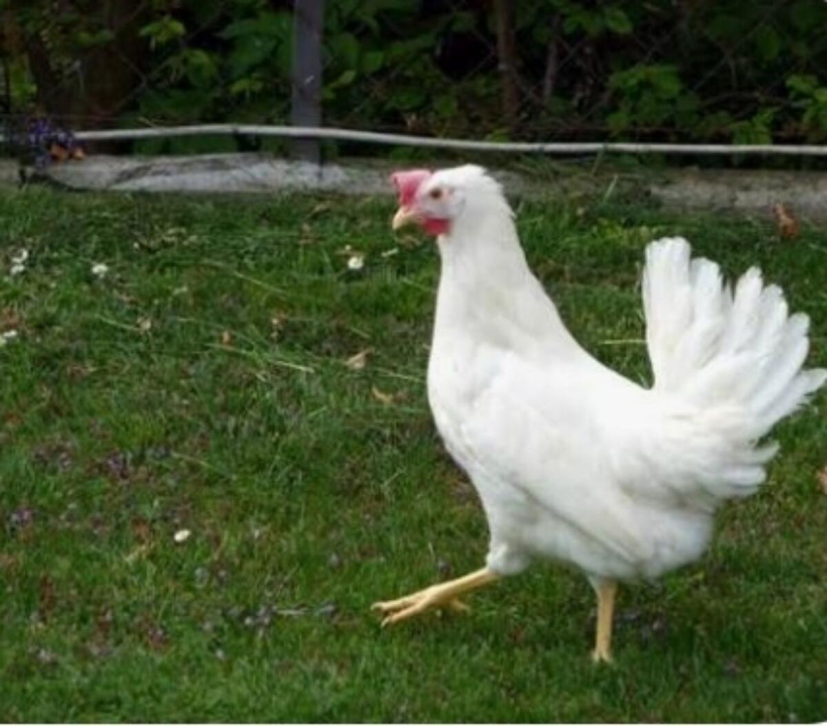 Junghennen, Legehennen 2