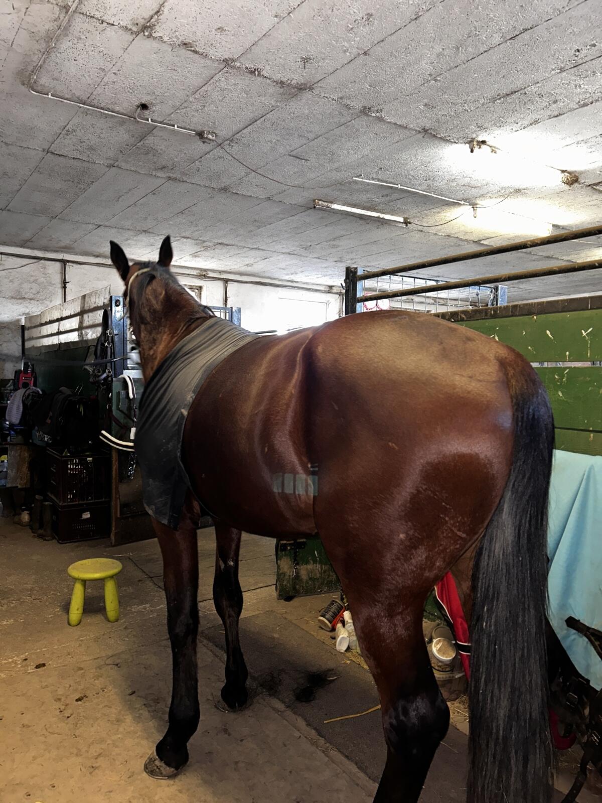 Liebevoller 4-jähriger Traber-Wallach sucht neues Zuhause 2