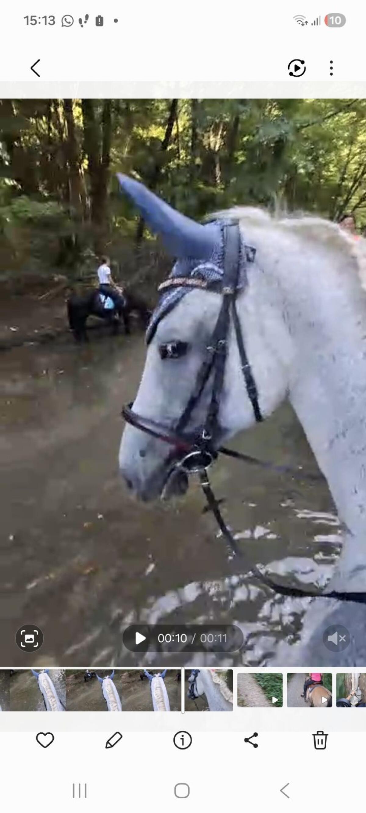 Zuchtstute bzw. Freizeitpferd 3