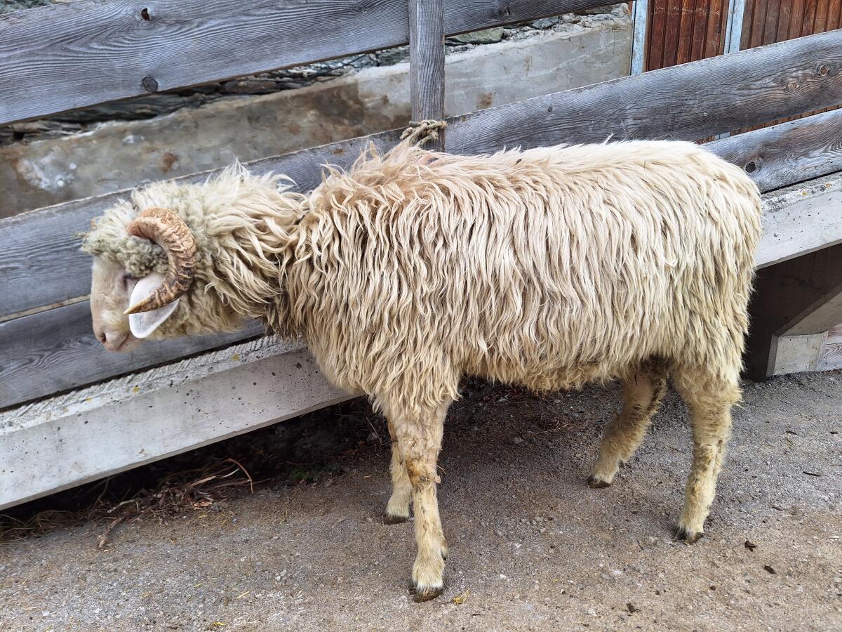 Tiroler Steinschafwidder weiß 2