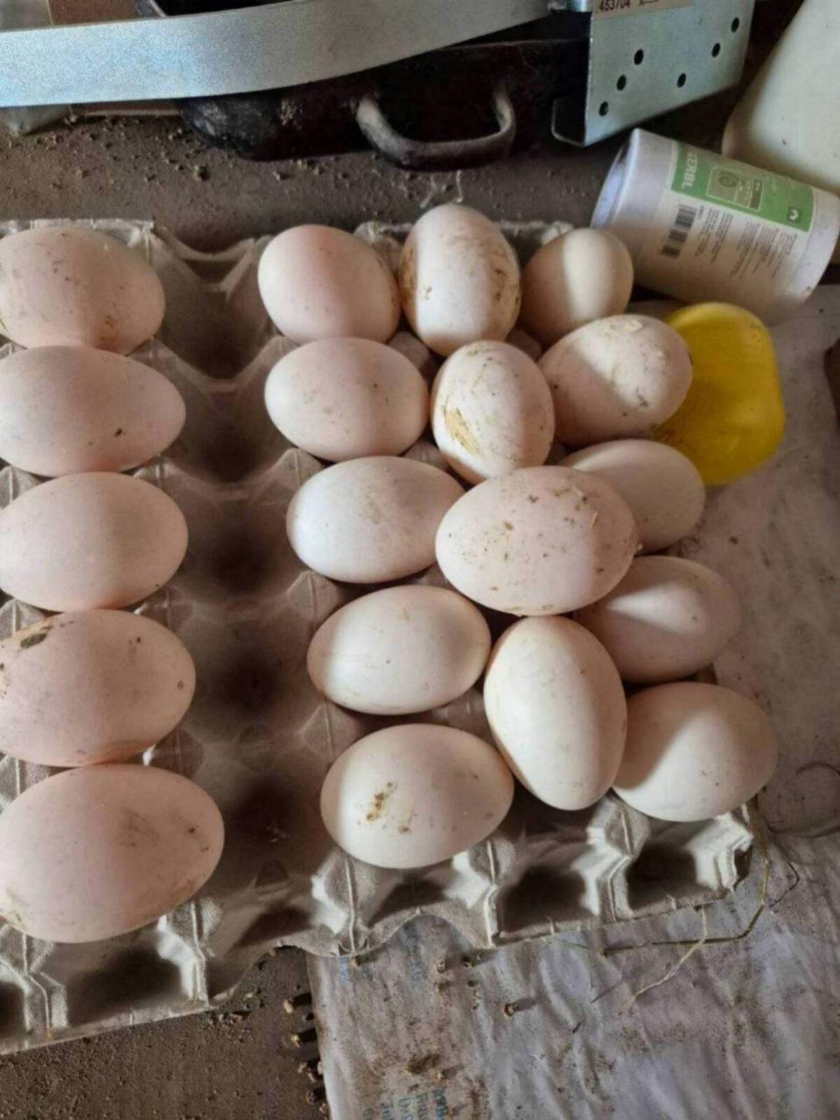 Sachsenenten Bruteier 2