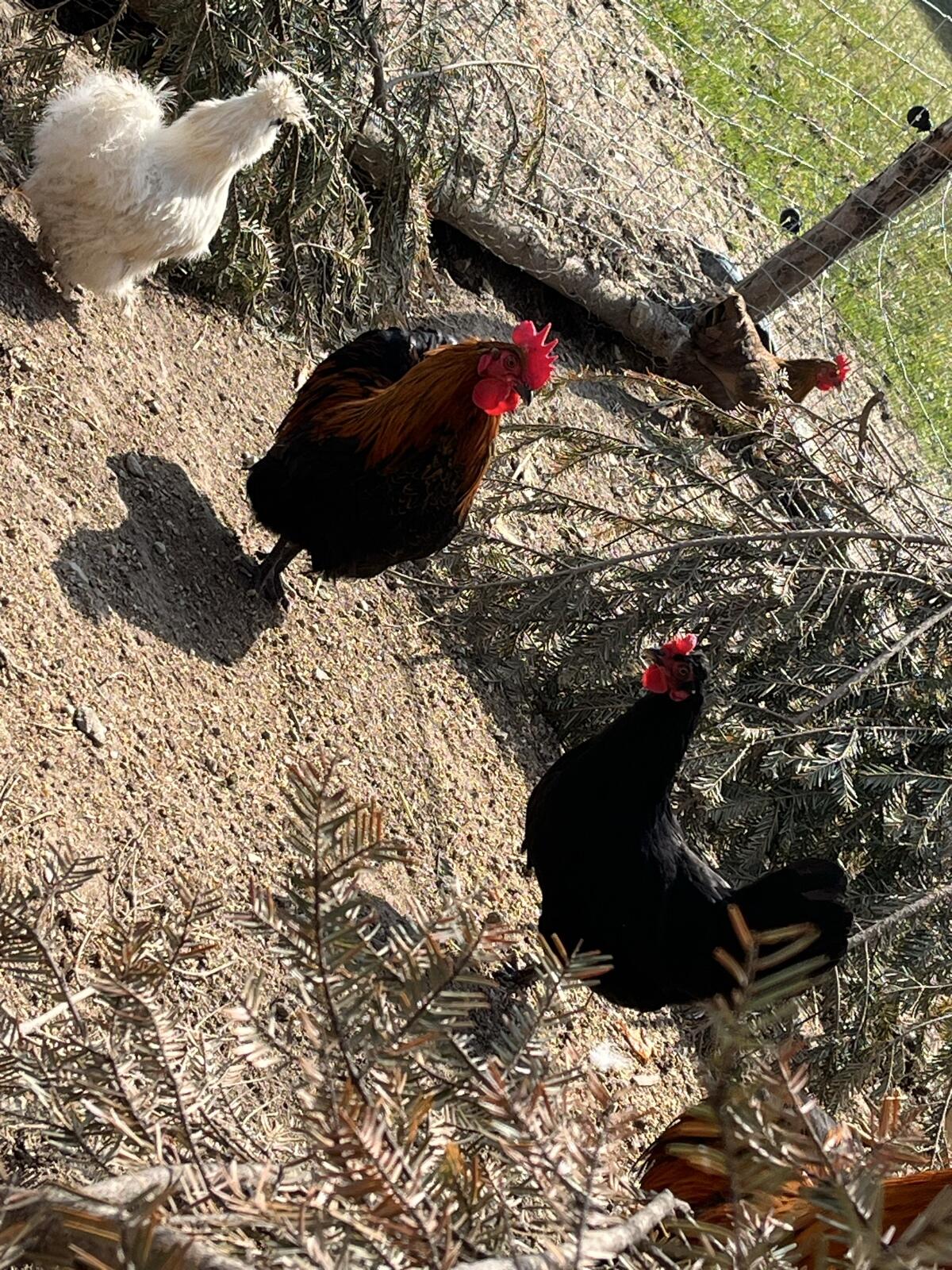 Zwerghähne abzugeben 3