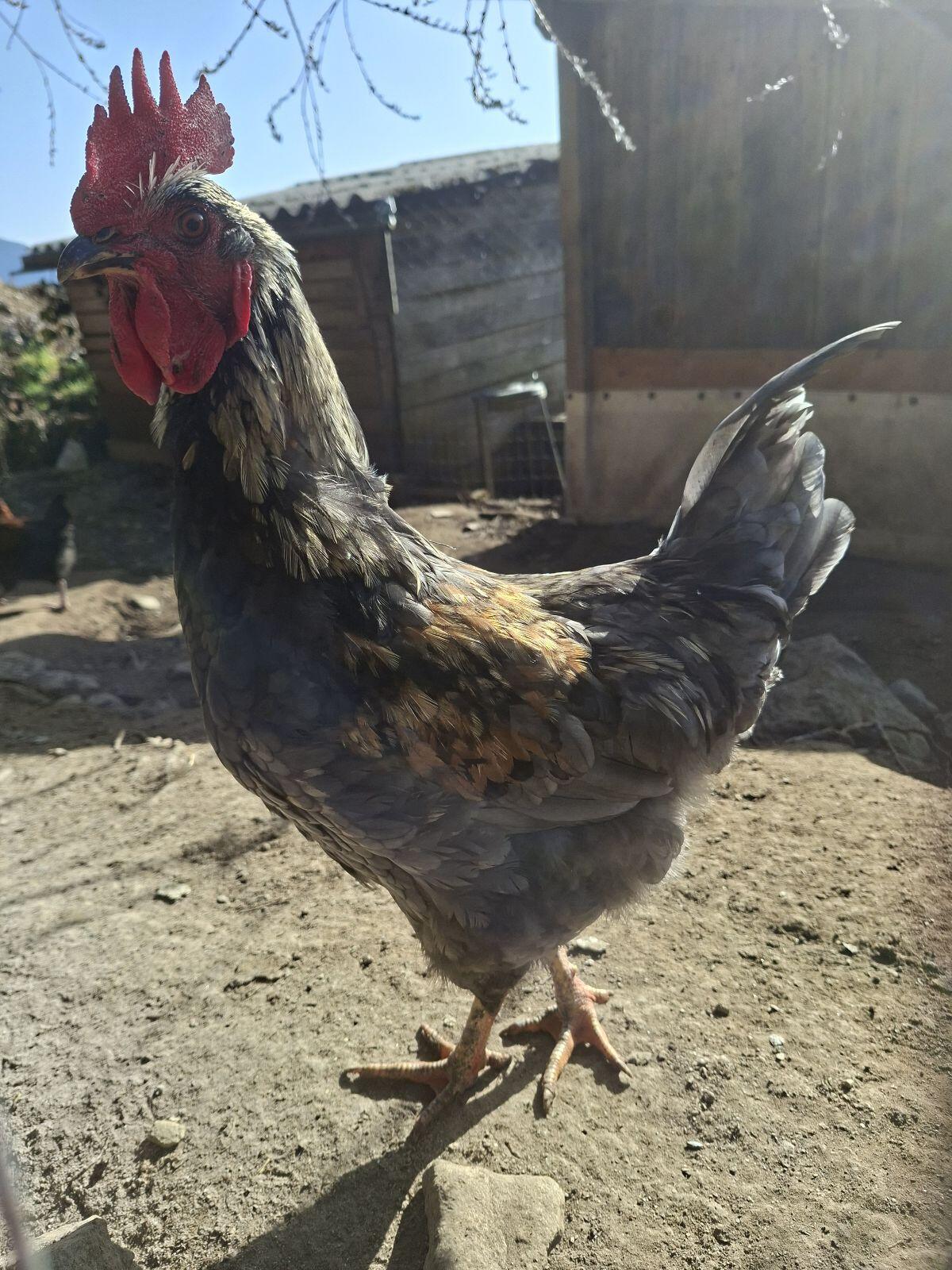 Junger Hahn, Junghähne 3