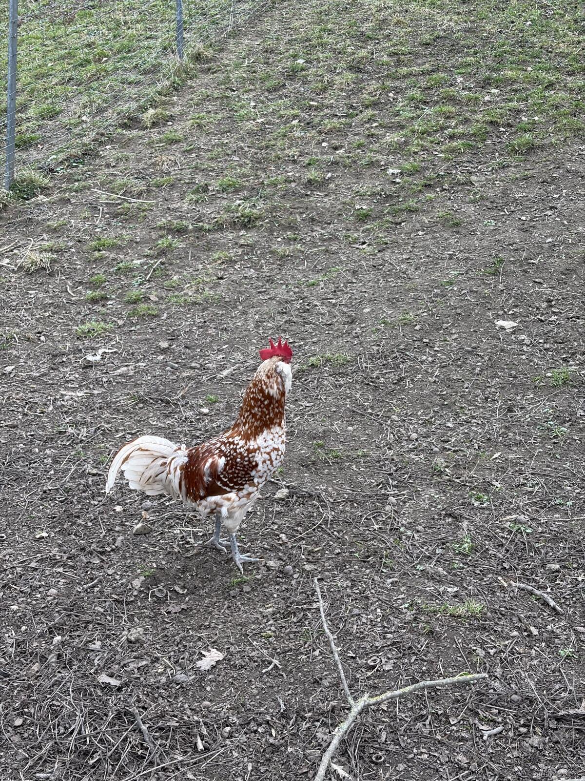 Thüringer Barthuhn Hähne 3