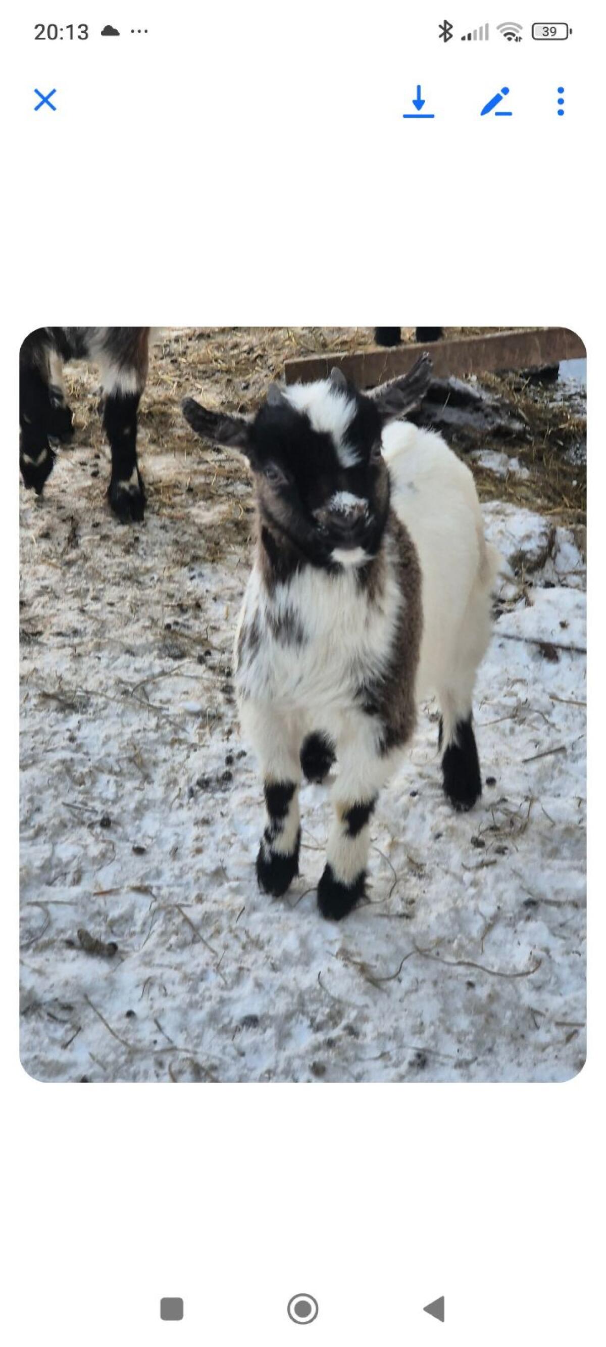 Zwergziegen-Pärchen 2